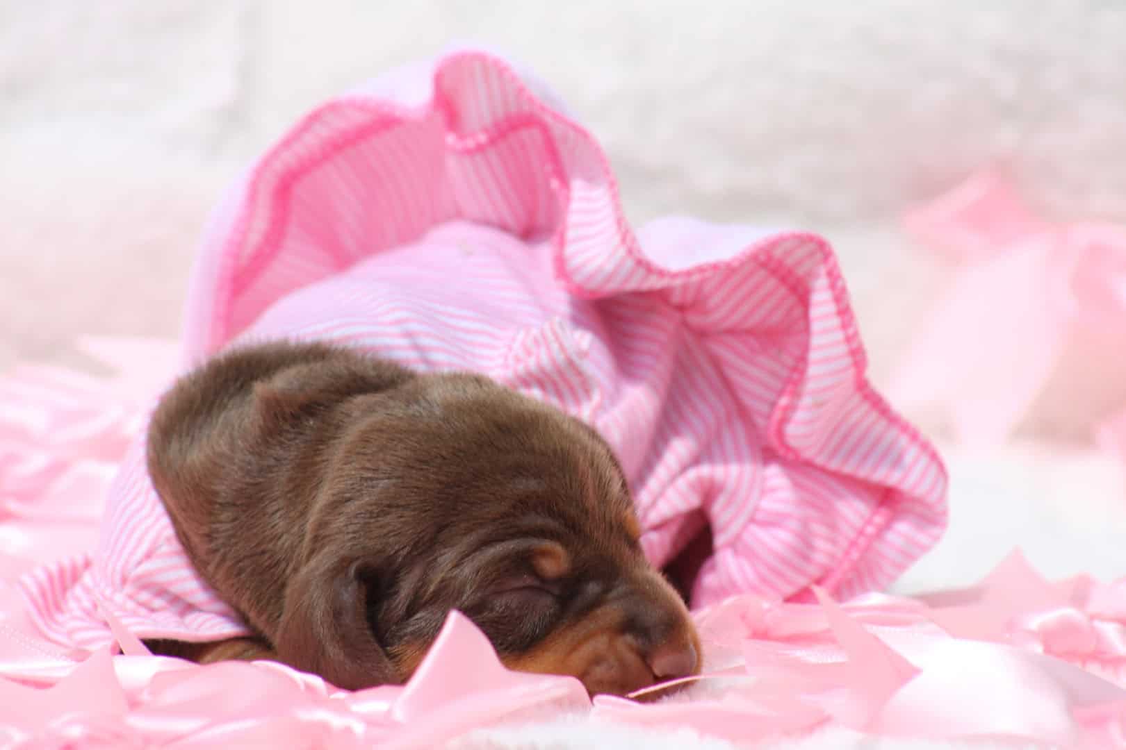 Chiot femelle teckel nain chocolat tan disponible à la vente - à vendre