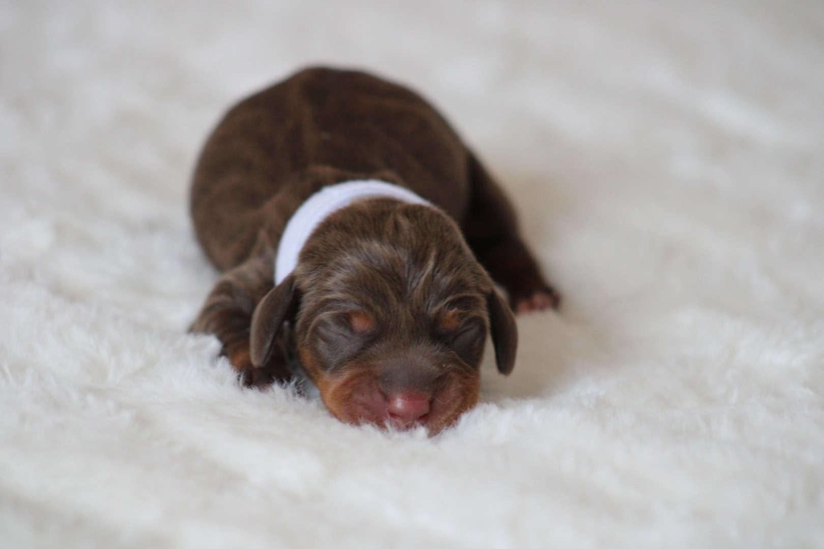 Chiot femelle teckel nain chocolat tan disponible à la vente - à vendre