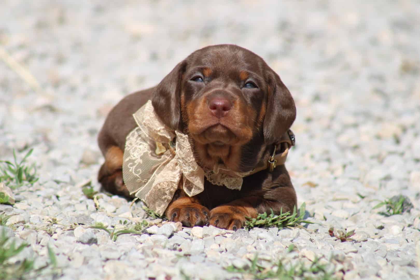 Chiot femelle teckel nain chocolat tan avec un noeud papillon en dentelle