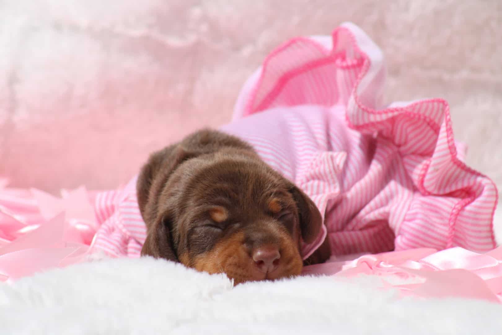 Chiot femelle teckel nain chocolat tan à réserver