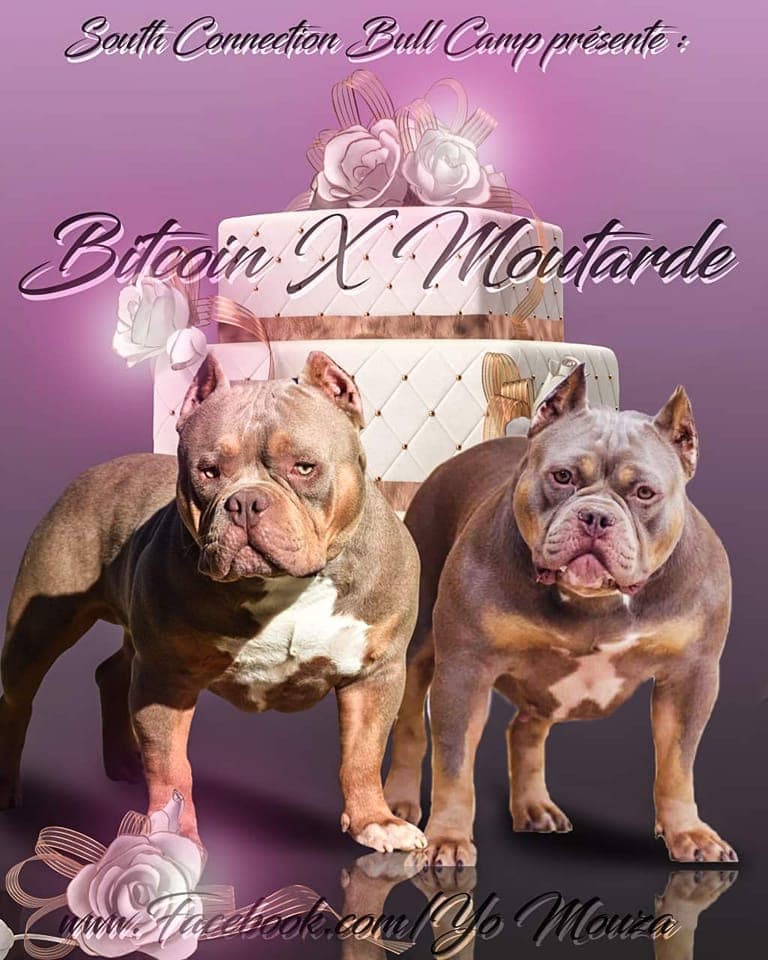 Mariage chiens american bully pocket