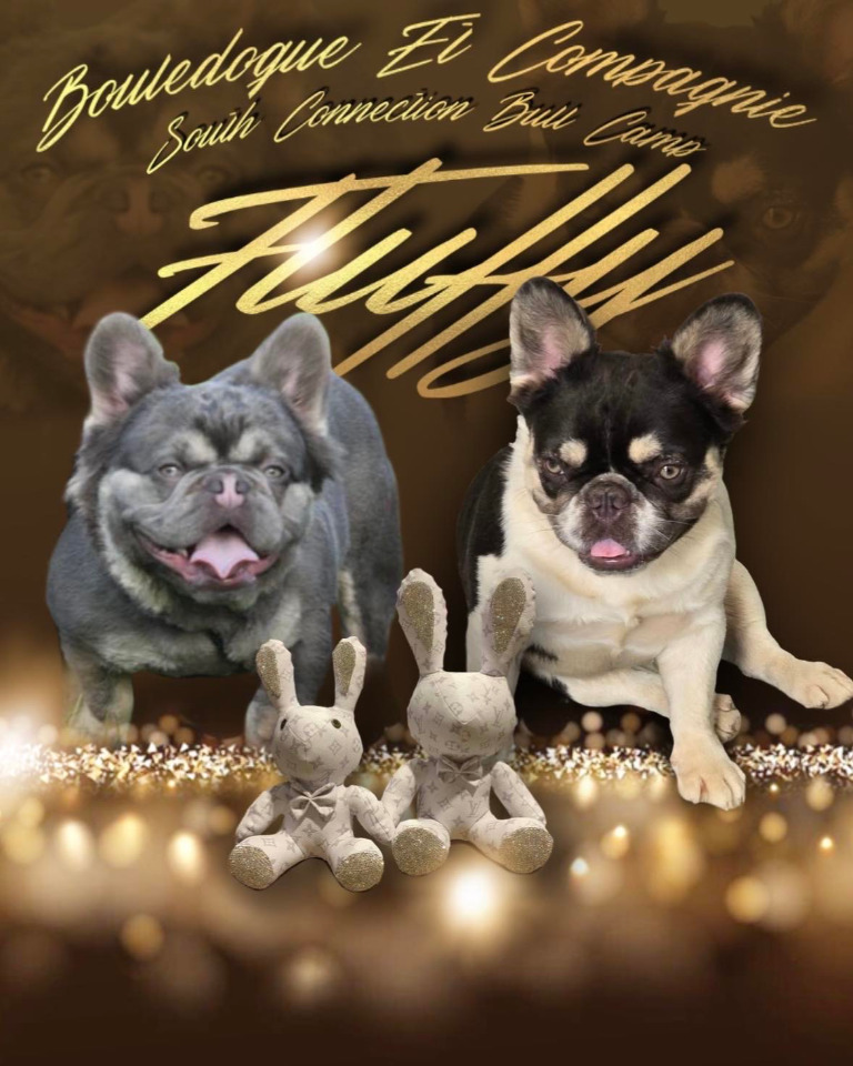 Mariage chiens bouledogue français exotique