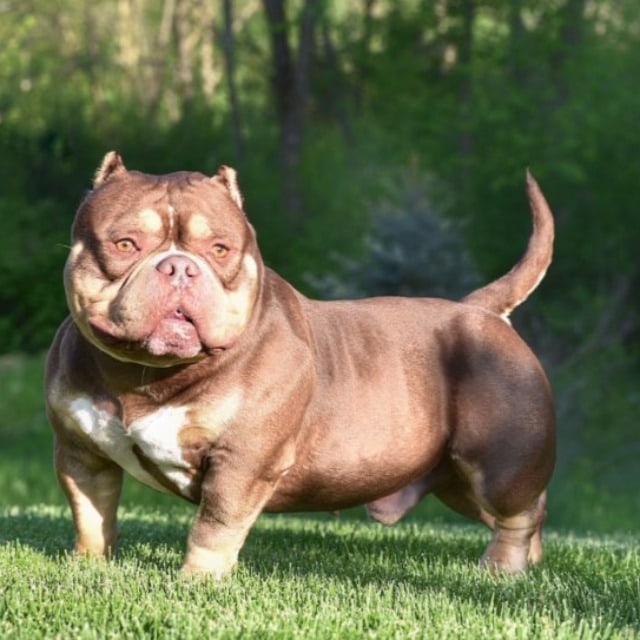 chien american bully pocket chocolat trico nommé bone tone bullies hugo mf boss pose dans l'herbe