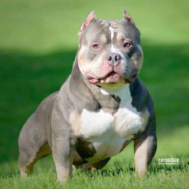 chien male american bully pocket bleu tricolor nommé smps lucky luciano pose dans l'herbe