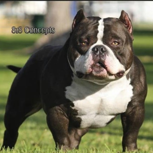 chien american bully pocket noir panache blanc nommé Gottyline's Dax pose dans l'herbe