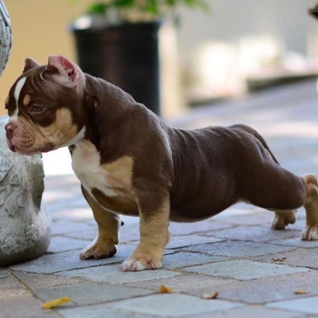 chienne american bully micro chocolat tricolor en position statique