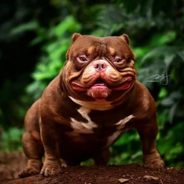 chien male american bully micro chocolat trico nommé redefined bully's veneno en position statique