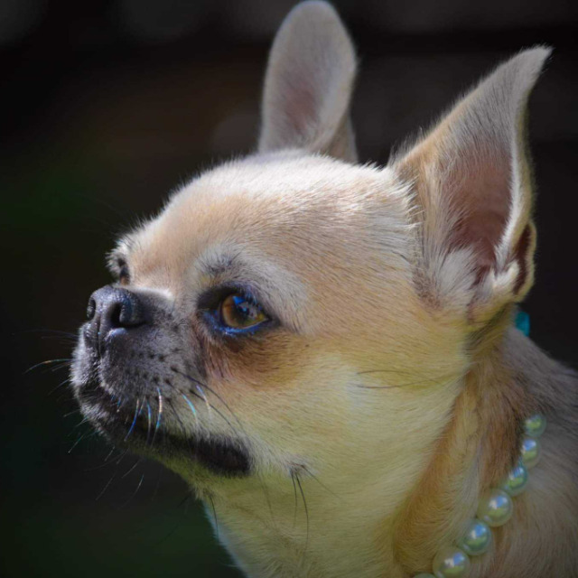 Photo gros plan d'un mâle chihuahua short nose fauve charbonné porteur de bleu, chocolat et tan avec un collier perle bleu