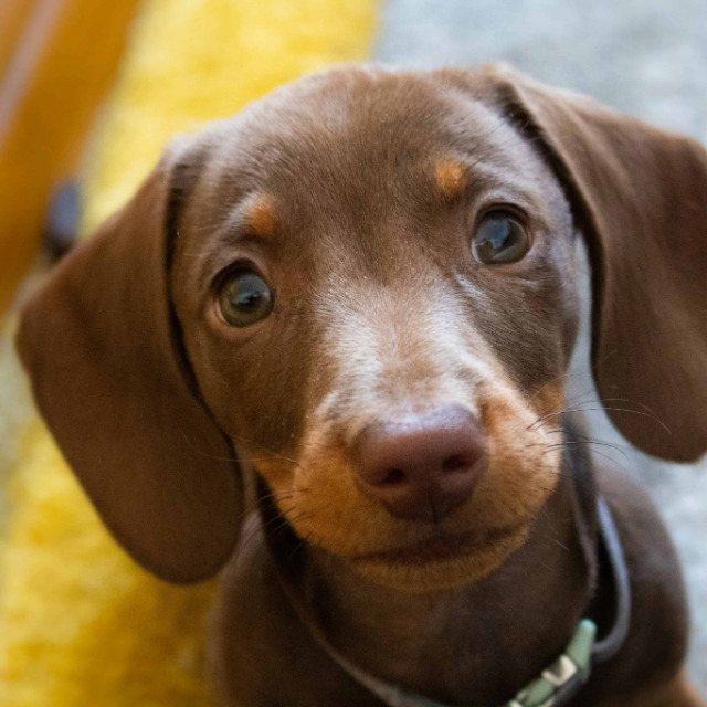 chiot teckel kanichen chocolat tricolore tan