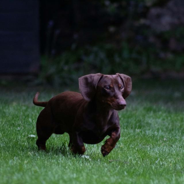 chiens teckel mâles adultes chocolat tan photo dans le jardin