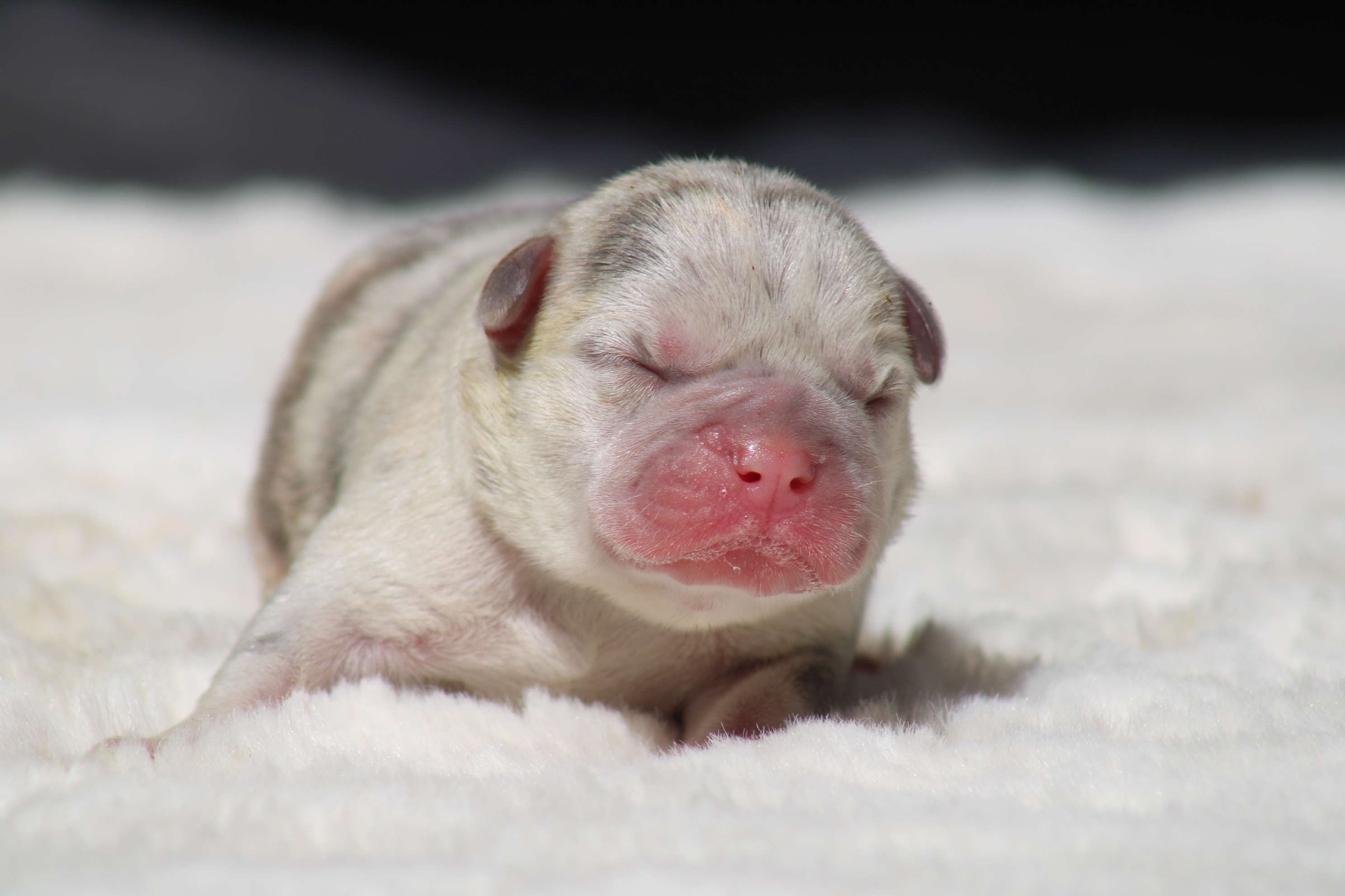 Chiots femelle bouledogue français exotique couleur lilas merle tan