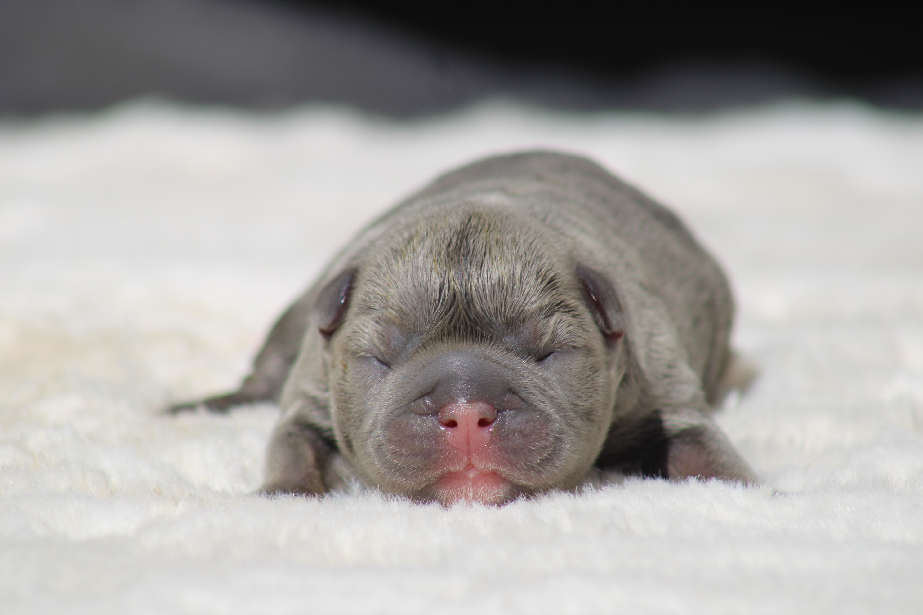 chiot male bouledogue français bleu cherry tan disponible à la réservation