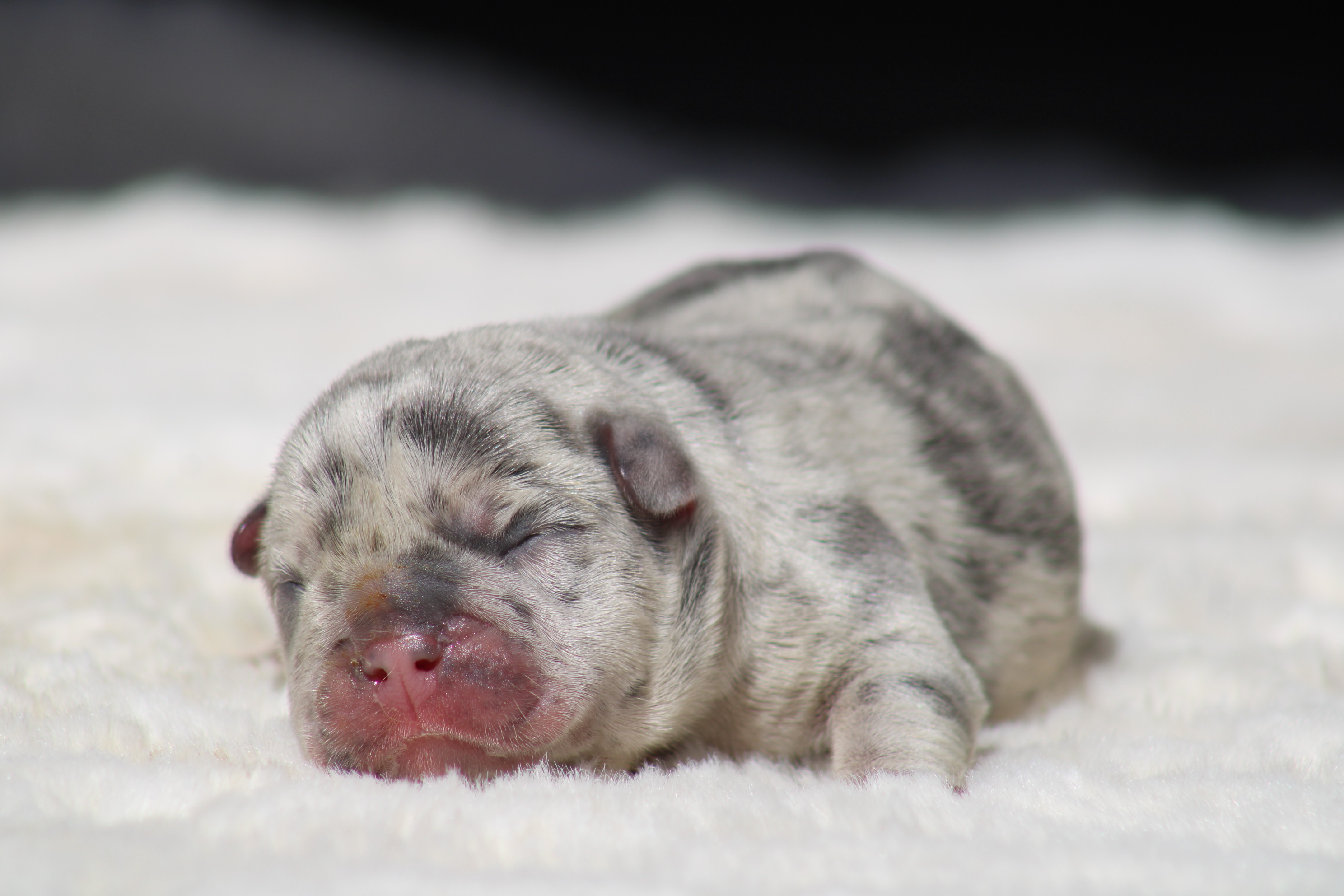 chiot male bouledogue francais silver merle tan à vendre