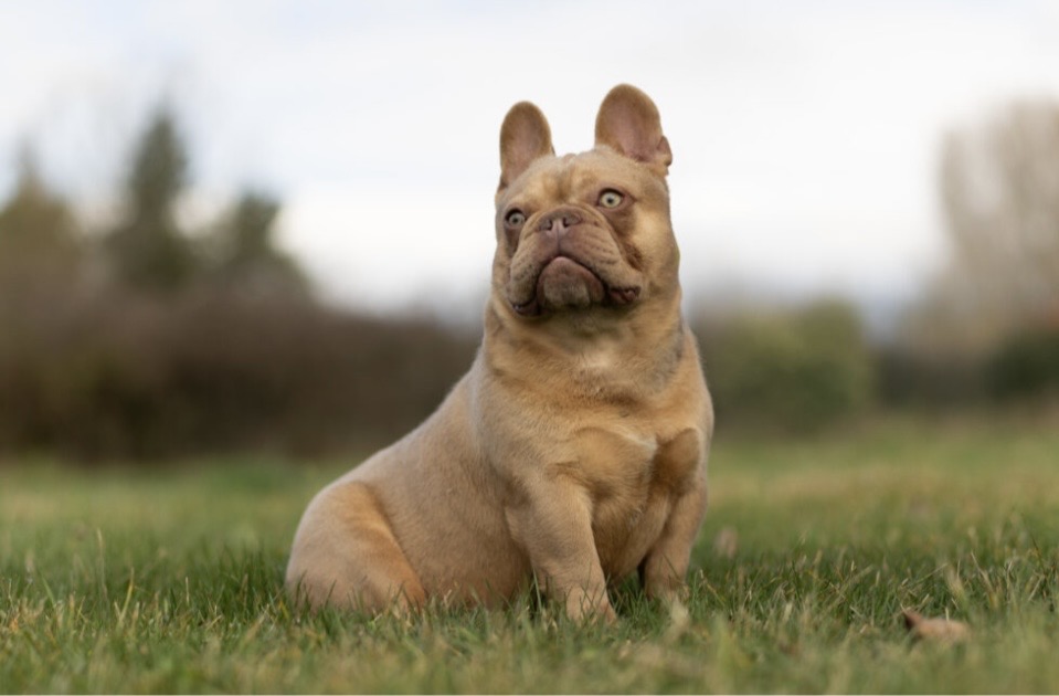 Vasco - Bouledogue Français Exotique