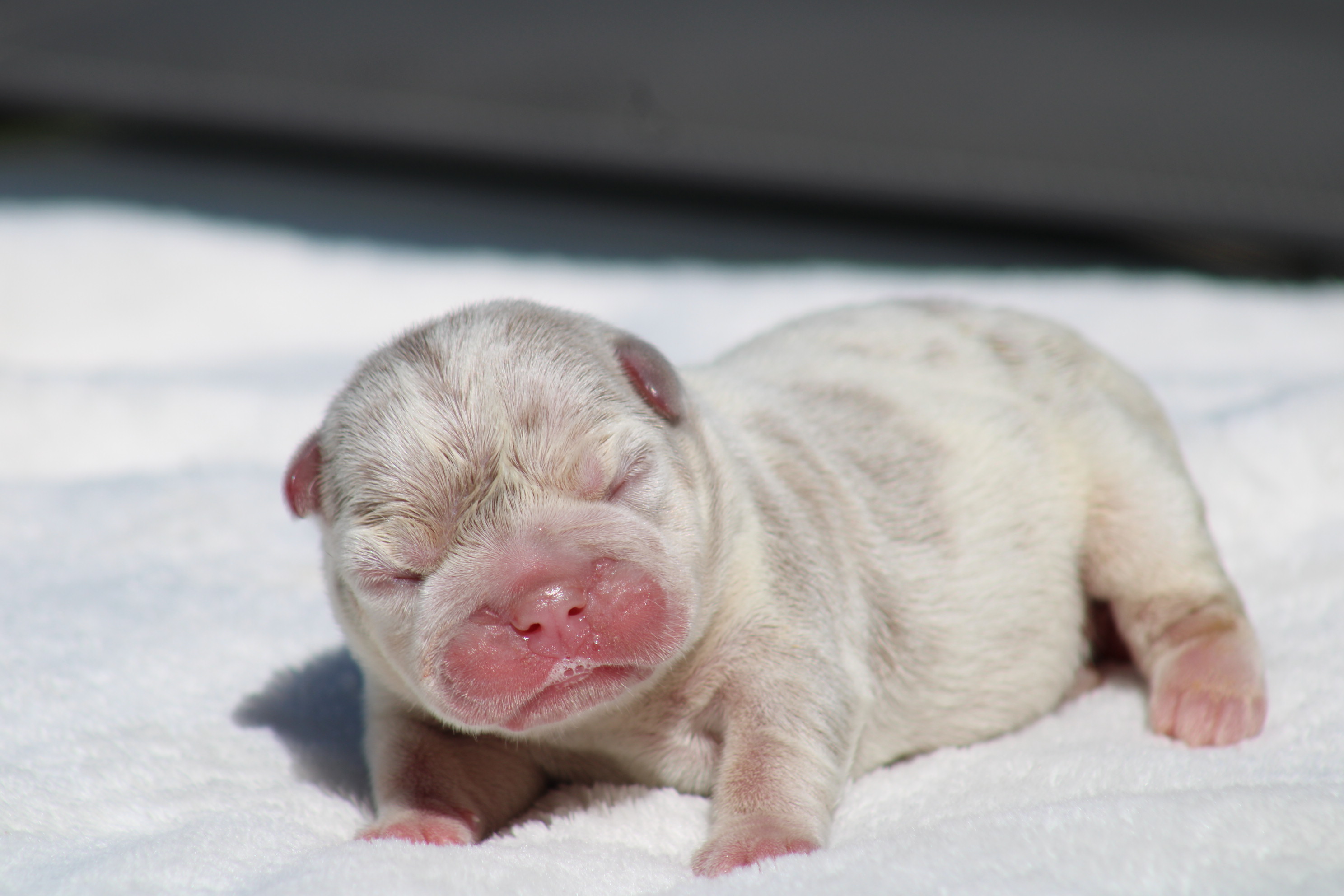 chiot male bouledogue français isabella tan merle disponible à la réservation