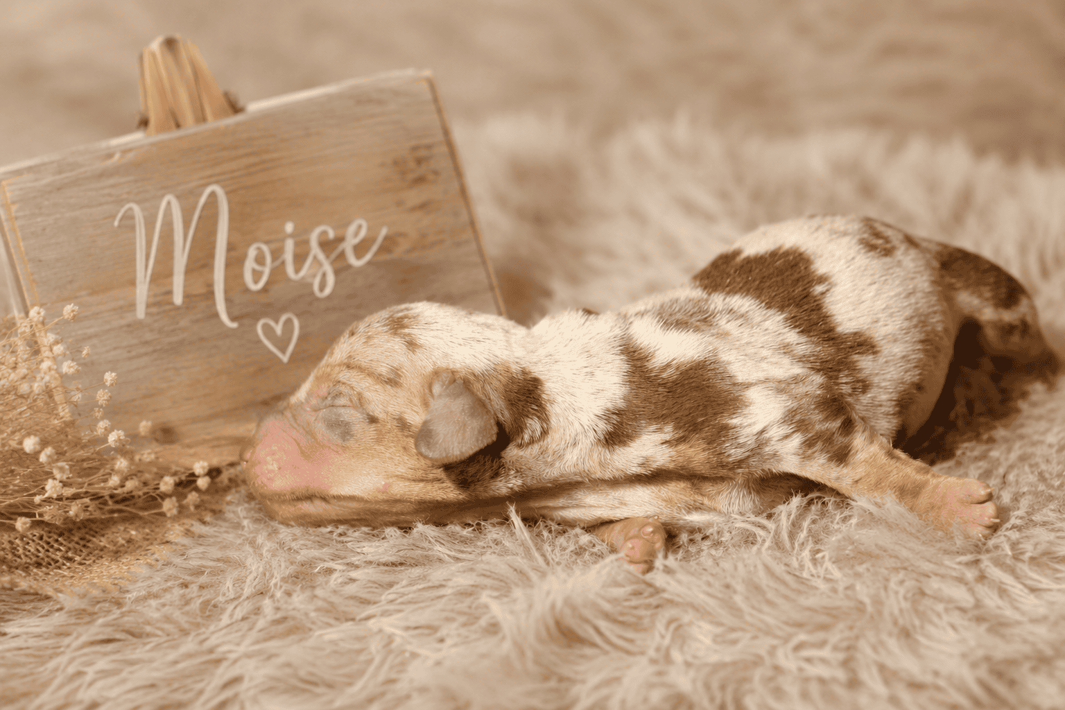 chiot teckel nain male couleur chocolat tan arlequin