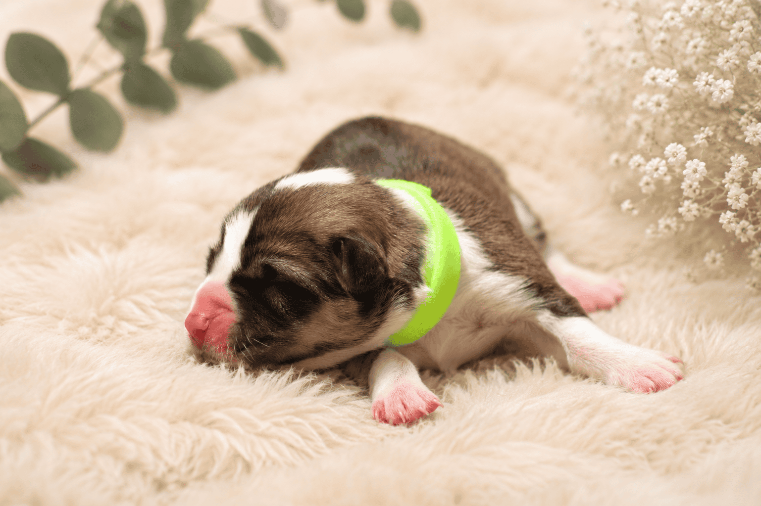 femelle welsh corgi pembroke couleur rouge et blanc