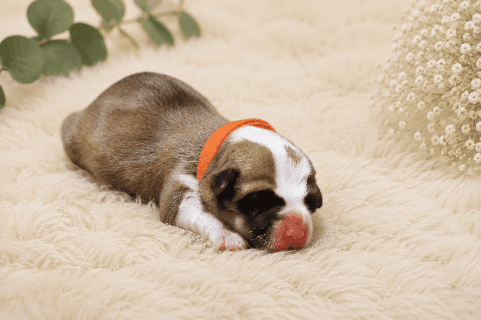 femelle welsh corgi pembroke couleur sable et blanc