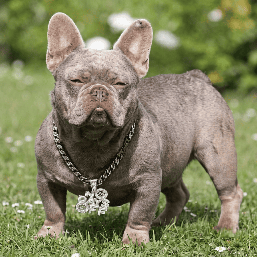 Male Bouledogue Français Isabella tan new shade
