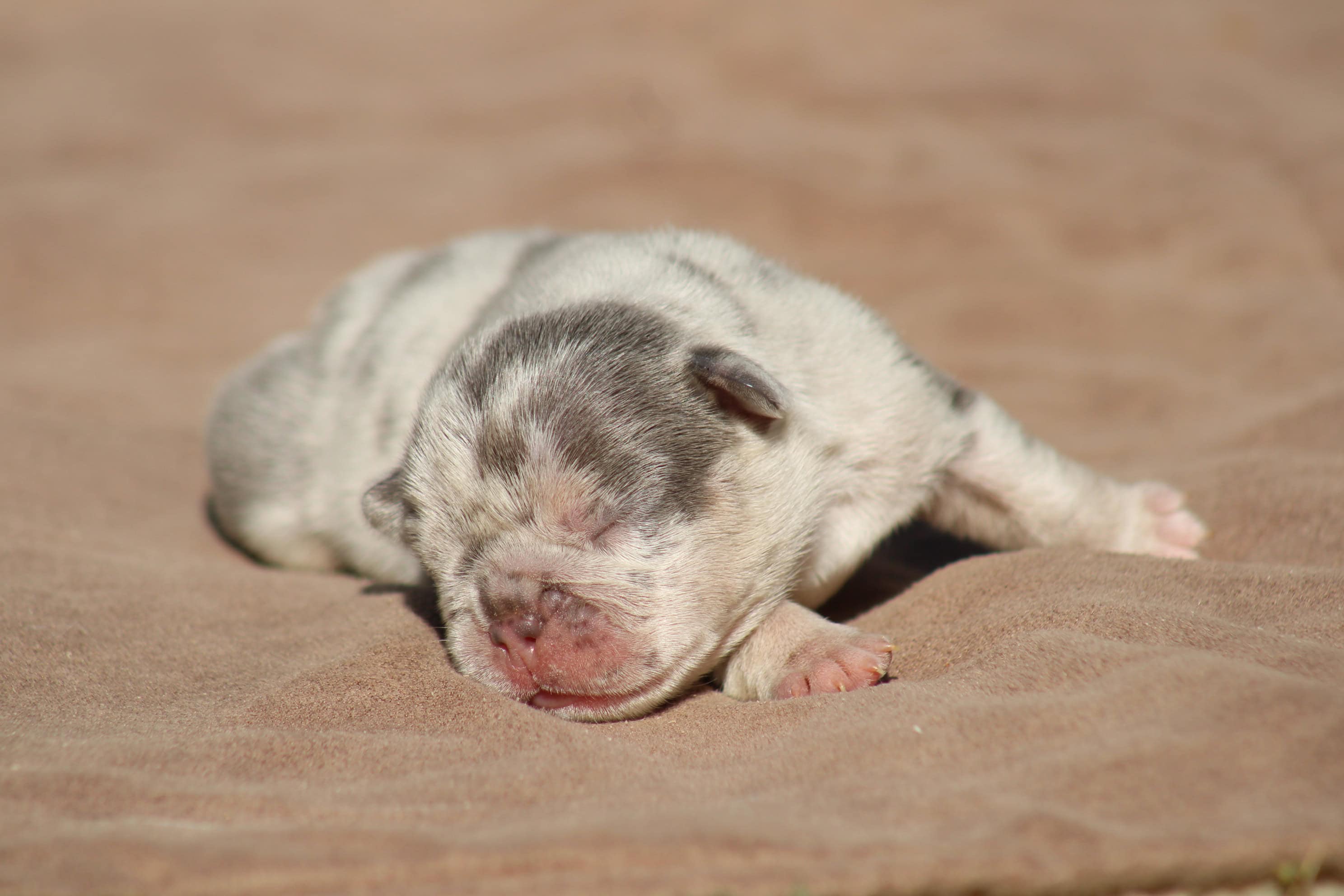 chiot male bouledogue francais exotique bleu merle tan