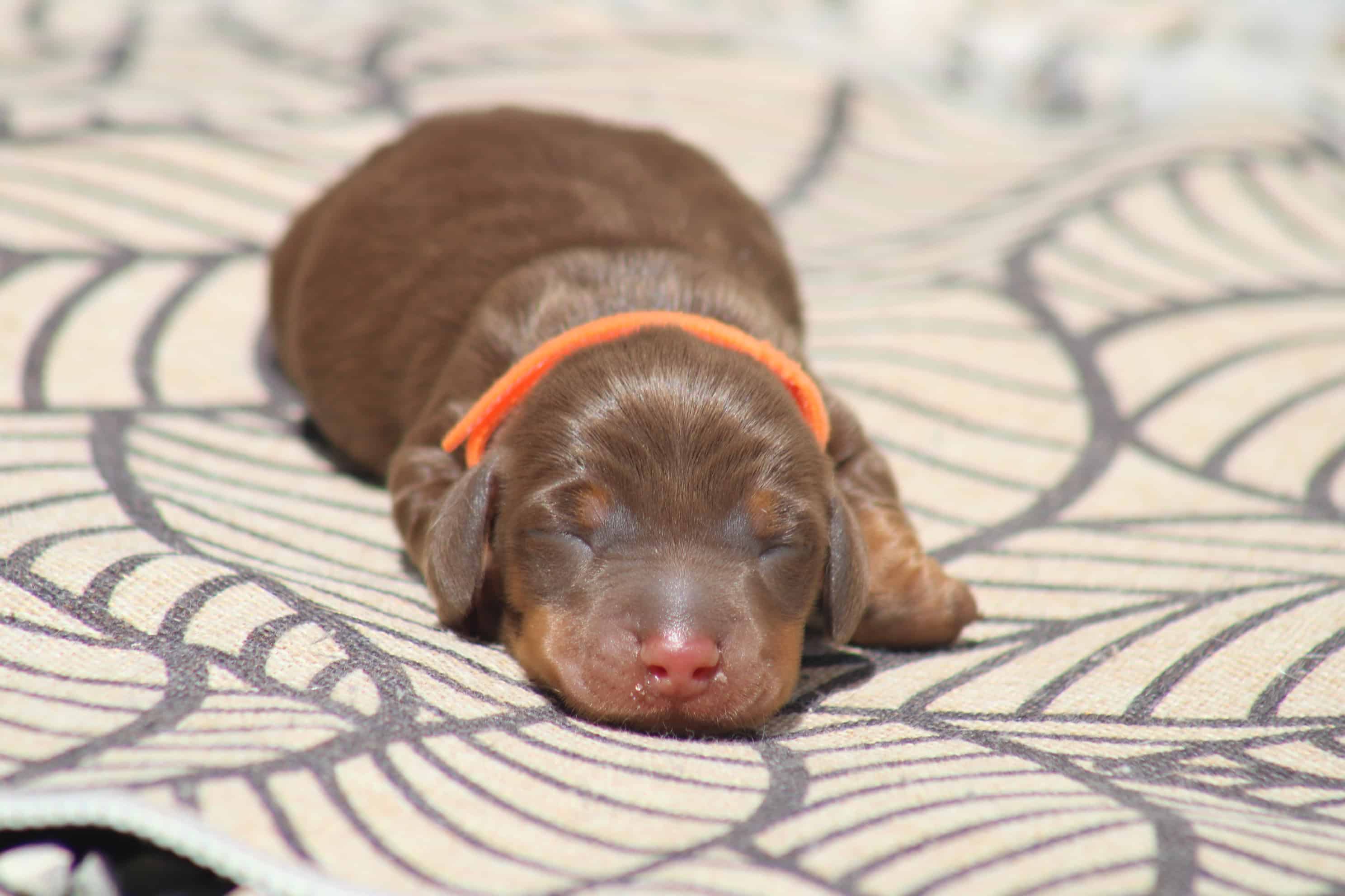 chiot teckel nain male couleur chocolat tan