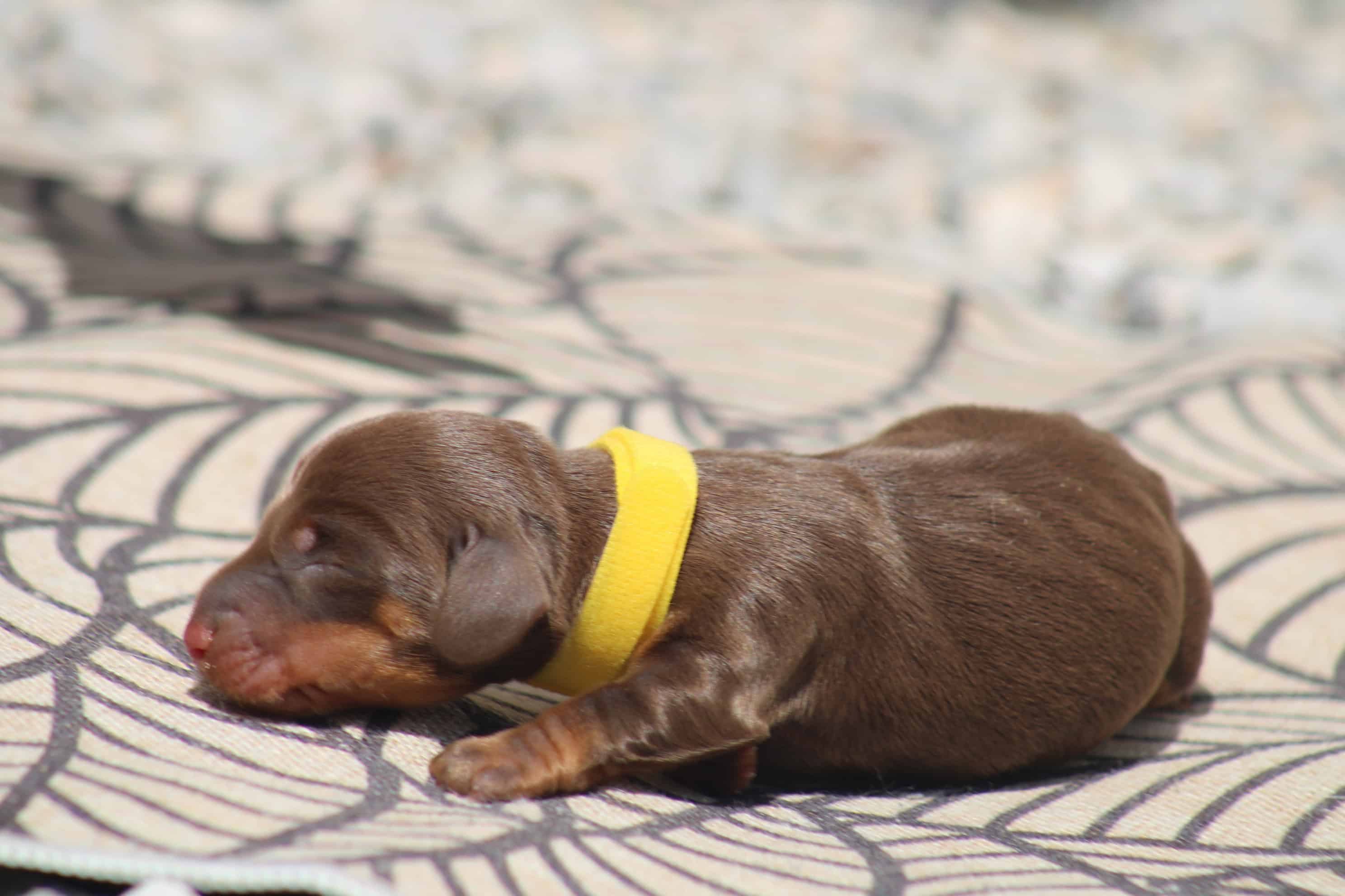 chiot teckel nain male couleur chocolat tan