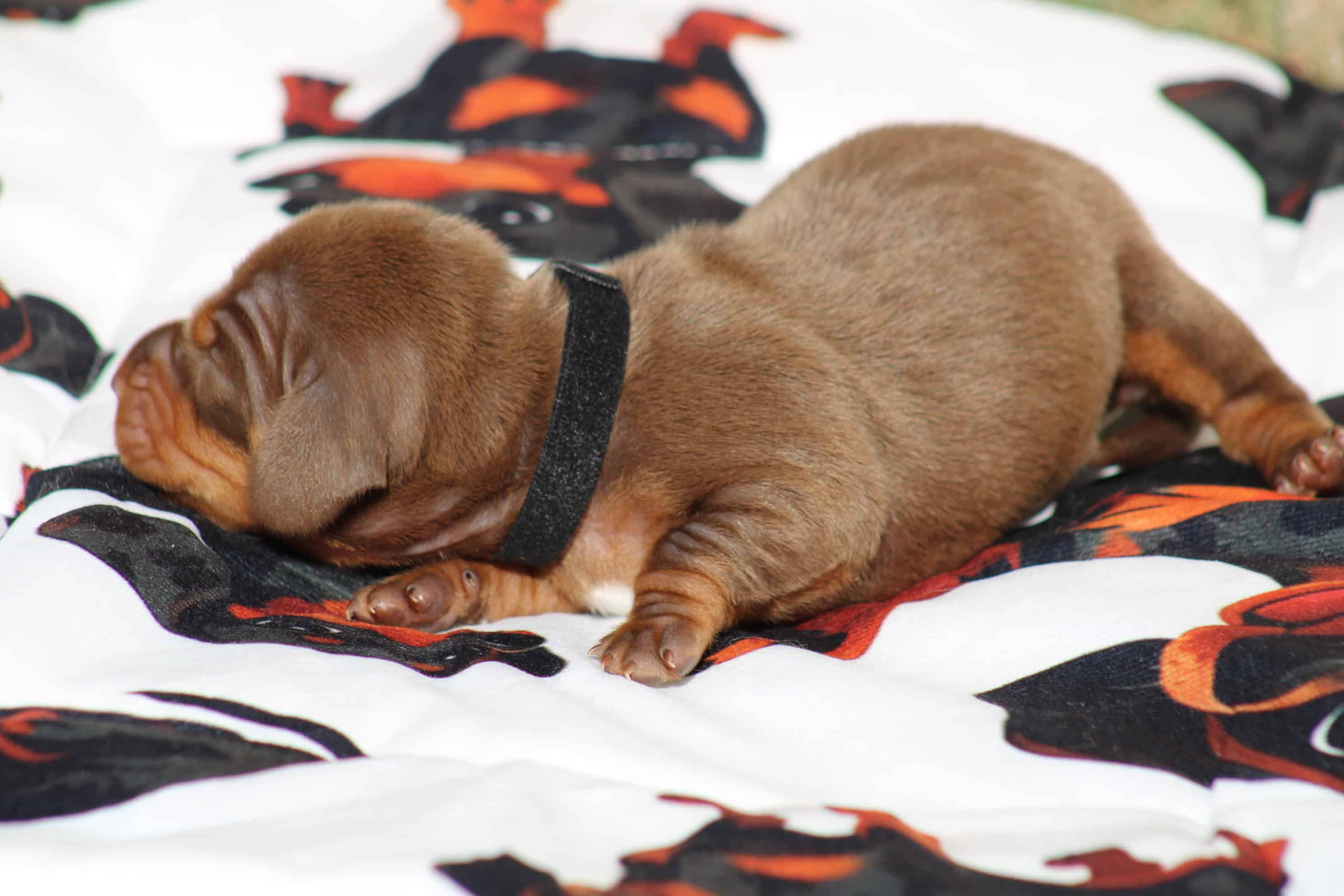 chiot teckel nain chocolat et tan disponible à la réservation