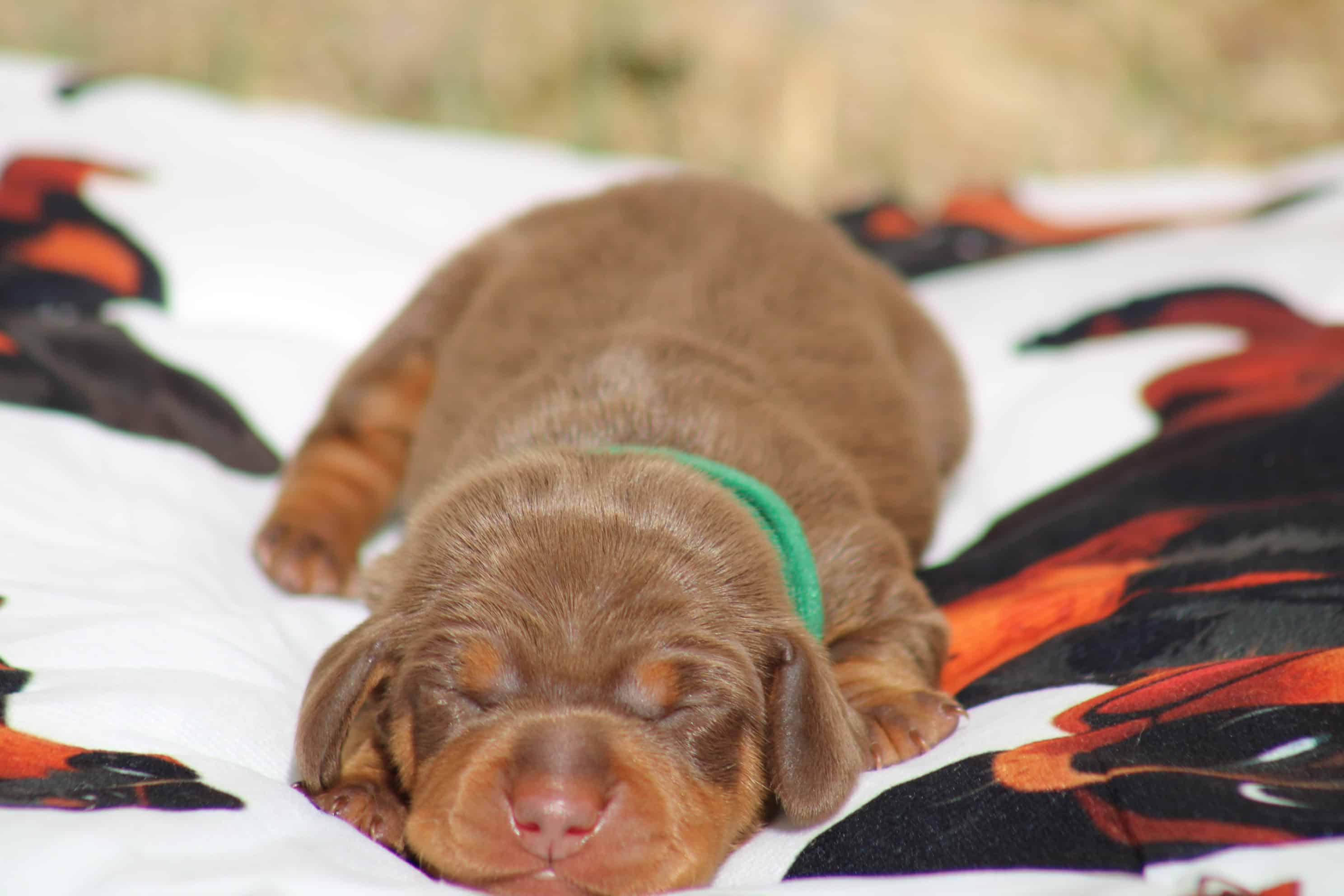 chiot teckel nain chocolat et tan disponible à la réservation