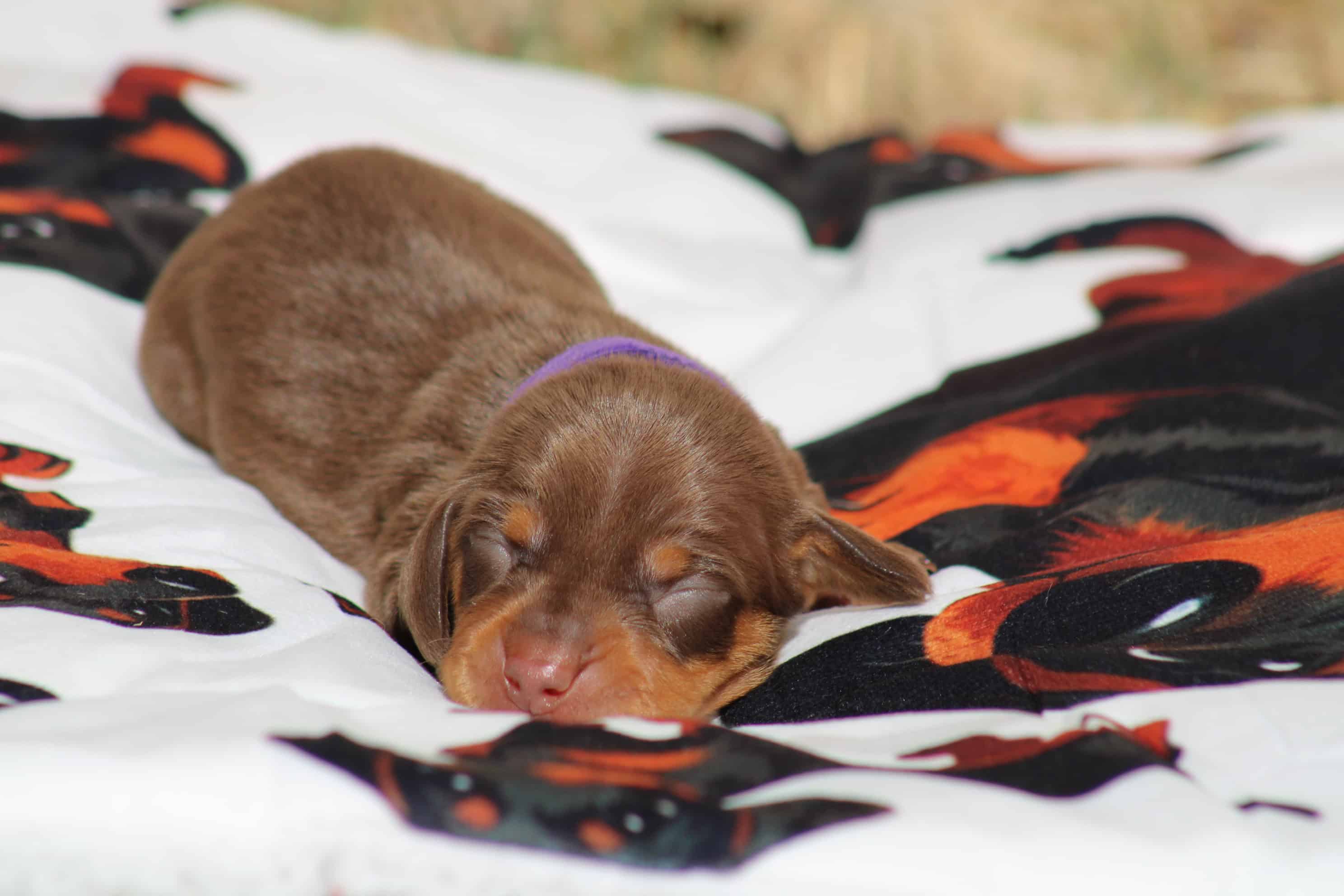chiot teckel nain chocolat et tan disponible à la réservation