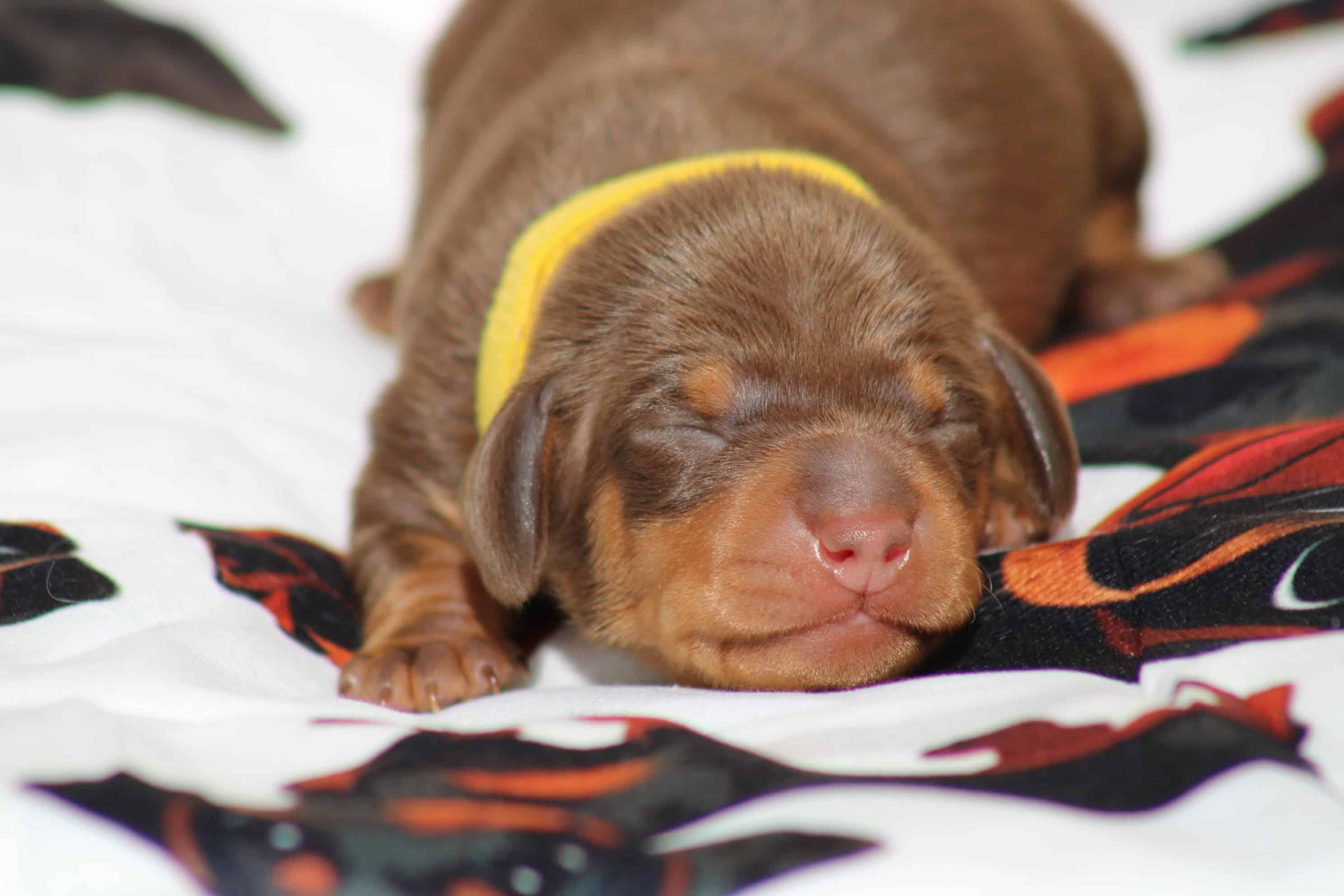 chiot femelle teckel nain chocolat et tan disponible à la réservation