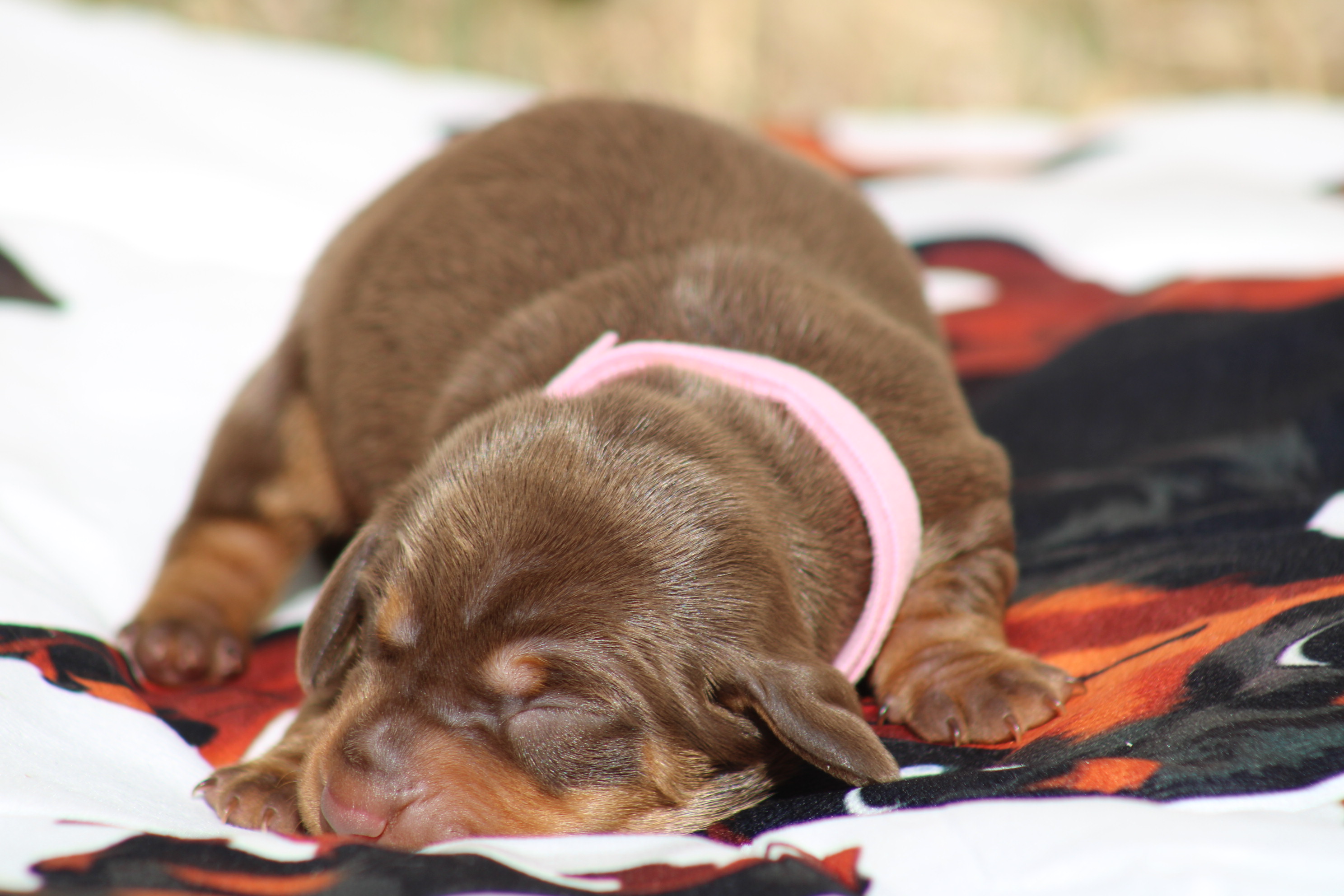 chiot femelle teckel nain chocolat et tan disponible à la réservation