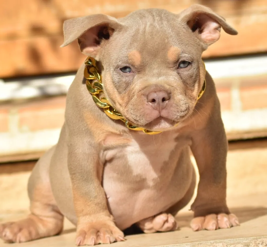 chiot mâle american bully pocket lilac trico verts