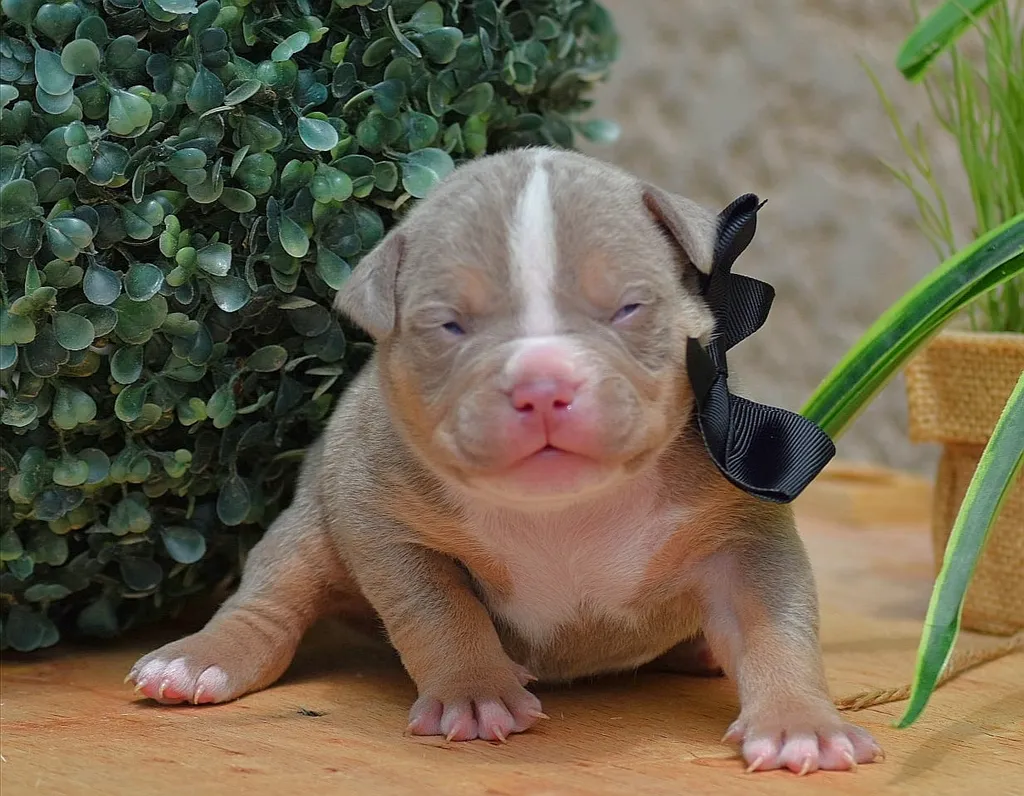 chiot mâle american bully pocket lilac trico bleus