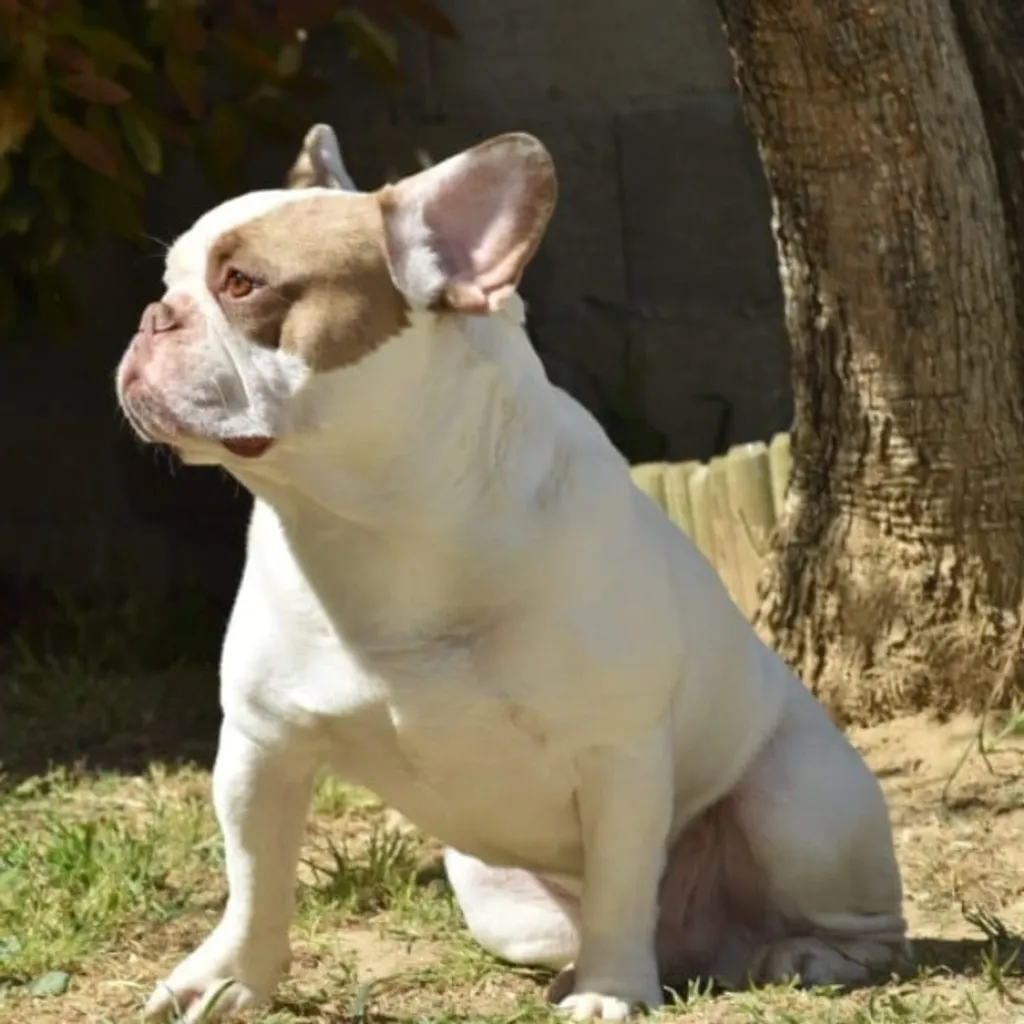 Bouledogue français exotique red node et blanc