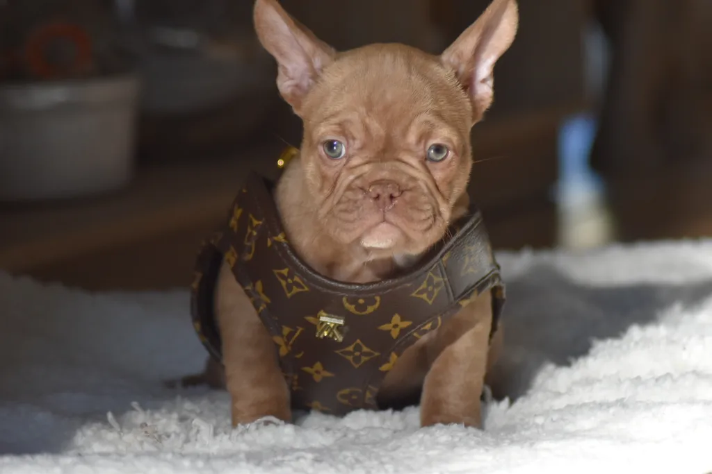 Chiots bouledogue français red chocolat avec un harnais louis vuitton