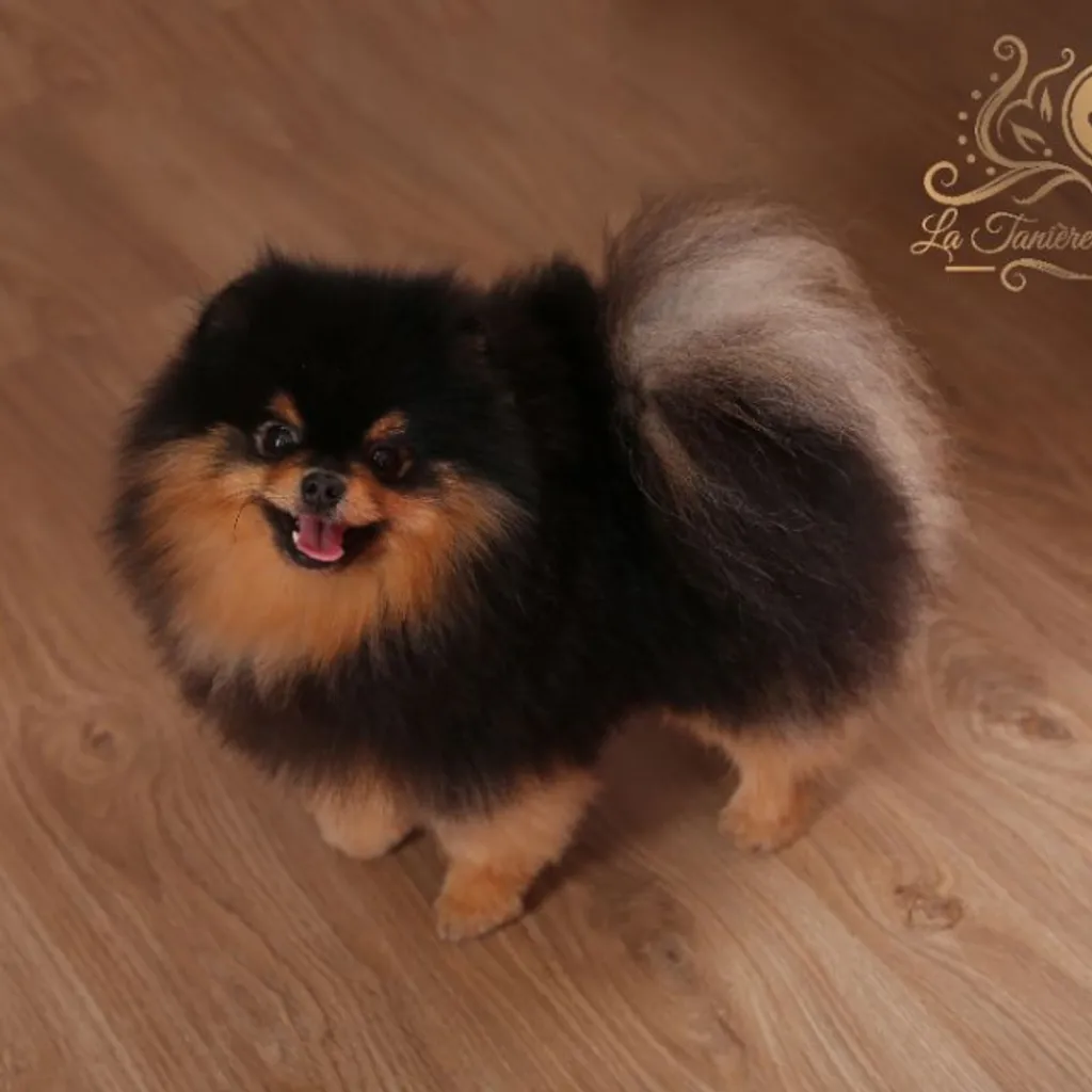 Chien Spitz Poméranien miniature black tan | Élevage SCBC Dogs