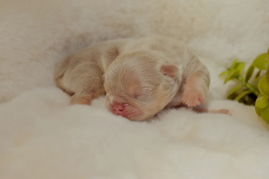 Photo article de Blog : Les couleurs rares dans le Bouledogue Français | Élevage SCBC Dogs