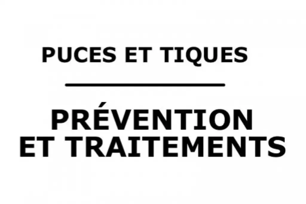 Photo article de Blog : Parasites externes du chien - les puces et tiques | Élevage SCBC Dogs