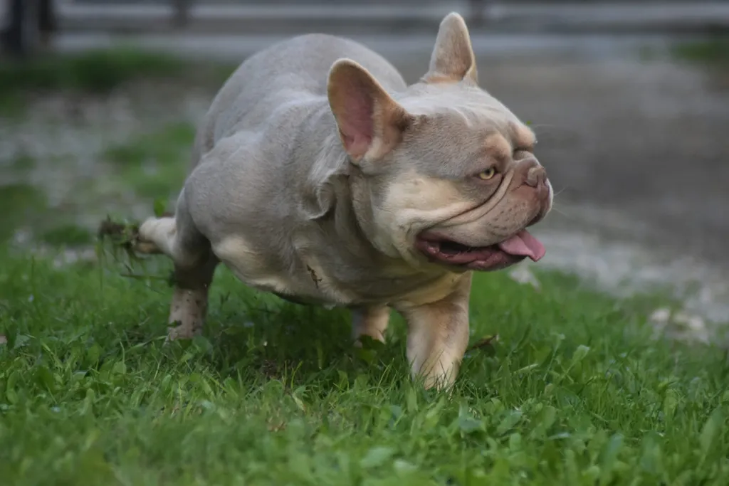 Photo article de Blog : Pourquoi et comment créer un élevage canin ? | Élevage SCBC Dogs