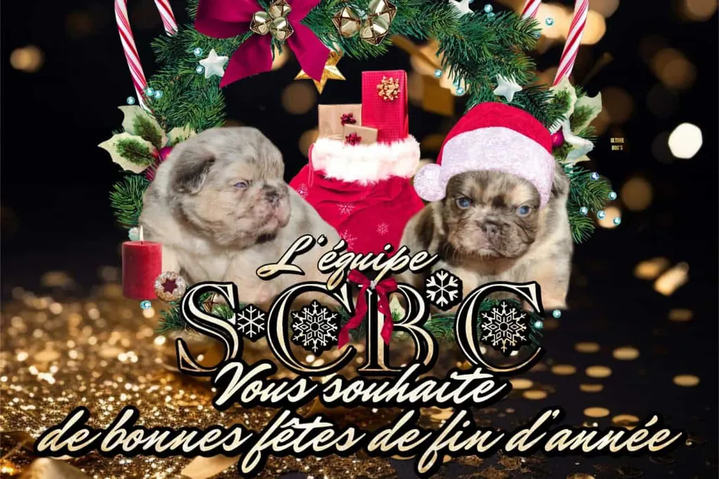 Photo article de Blog : Joyeuses Fêtes de Fin d'Année de la part de SCBC Dogs | Élevage SCBC Dogs