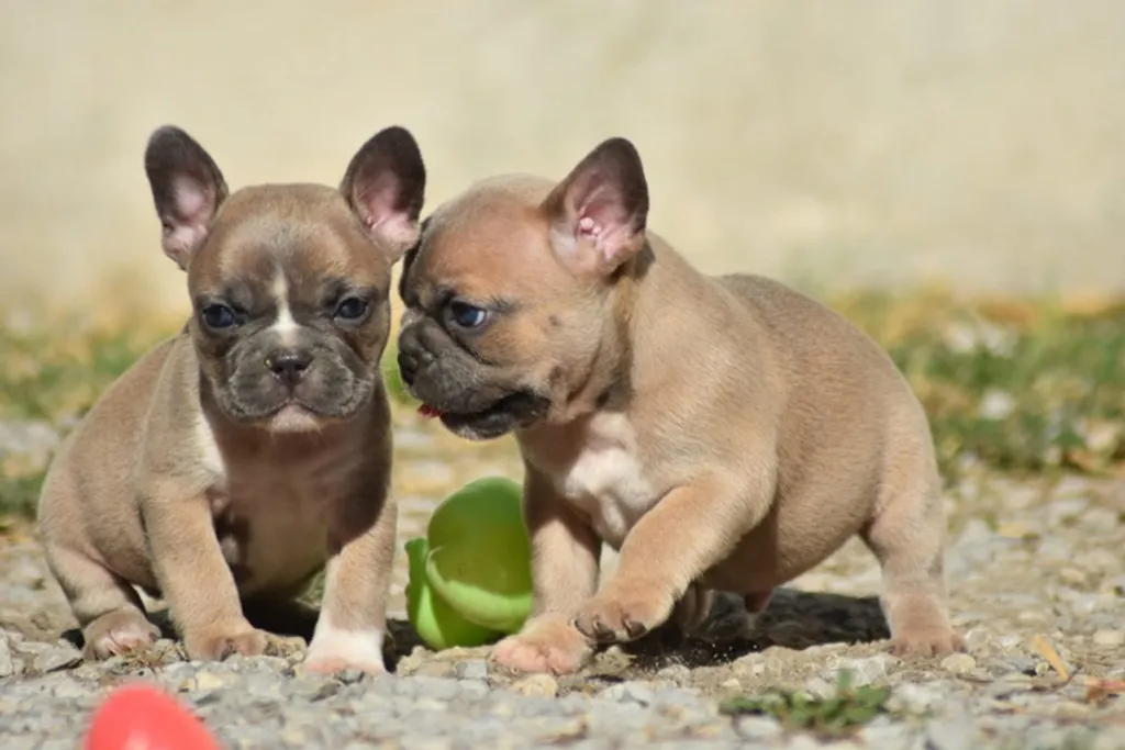 Photo article de Blog : Bouledogue Français LOF ou Exotique : les différences | Élevage SCBC Dogs