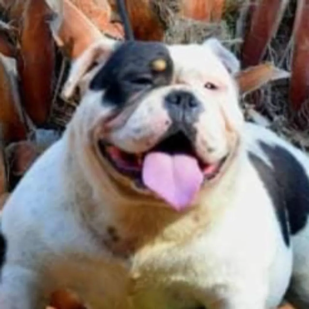 Photo de profil de Bounty American Bully