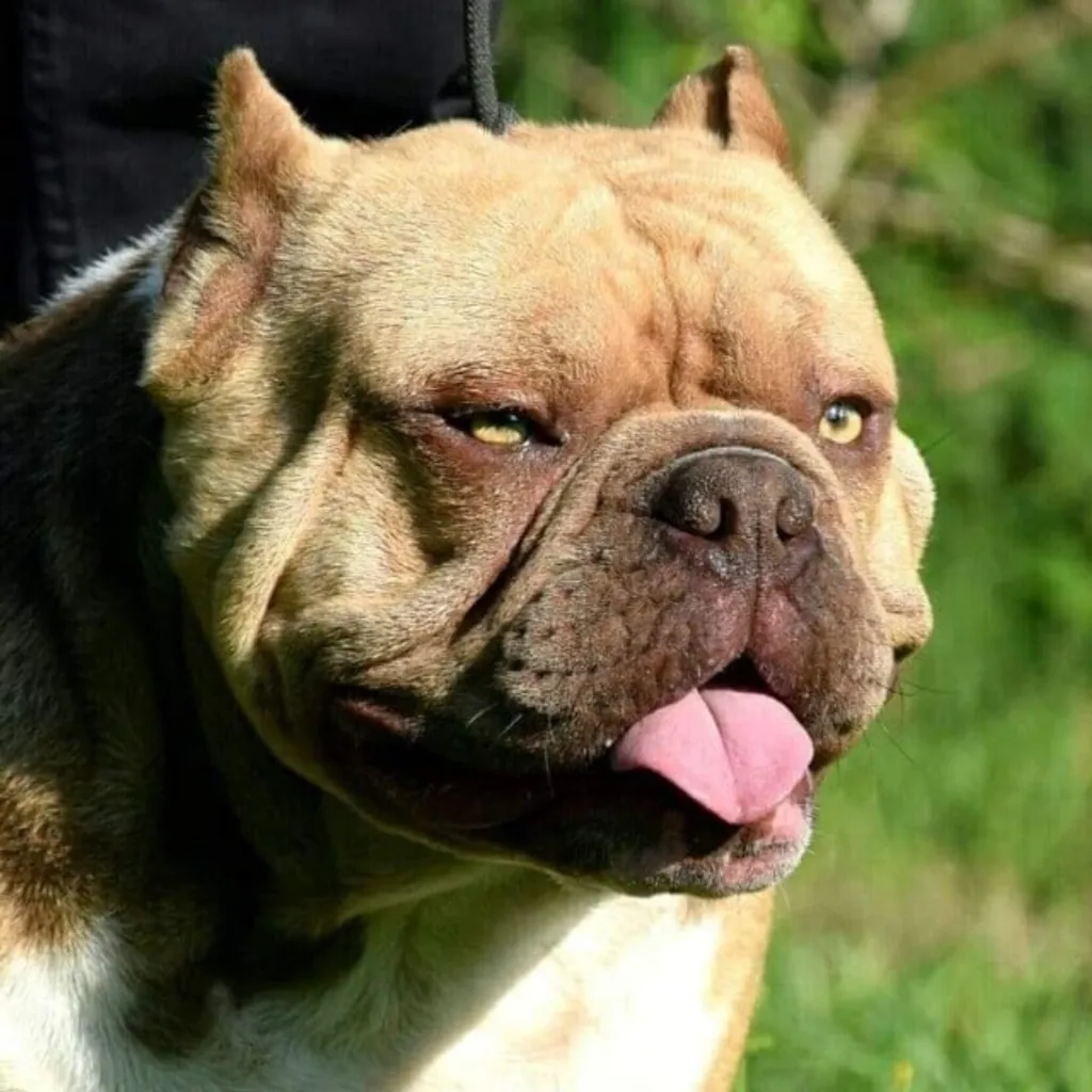 Male American Bully Choco Fauve