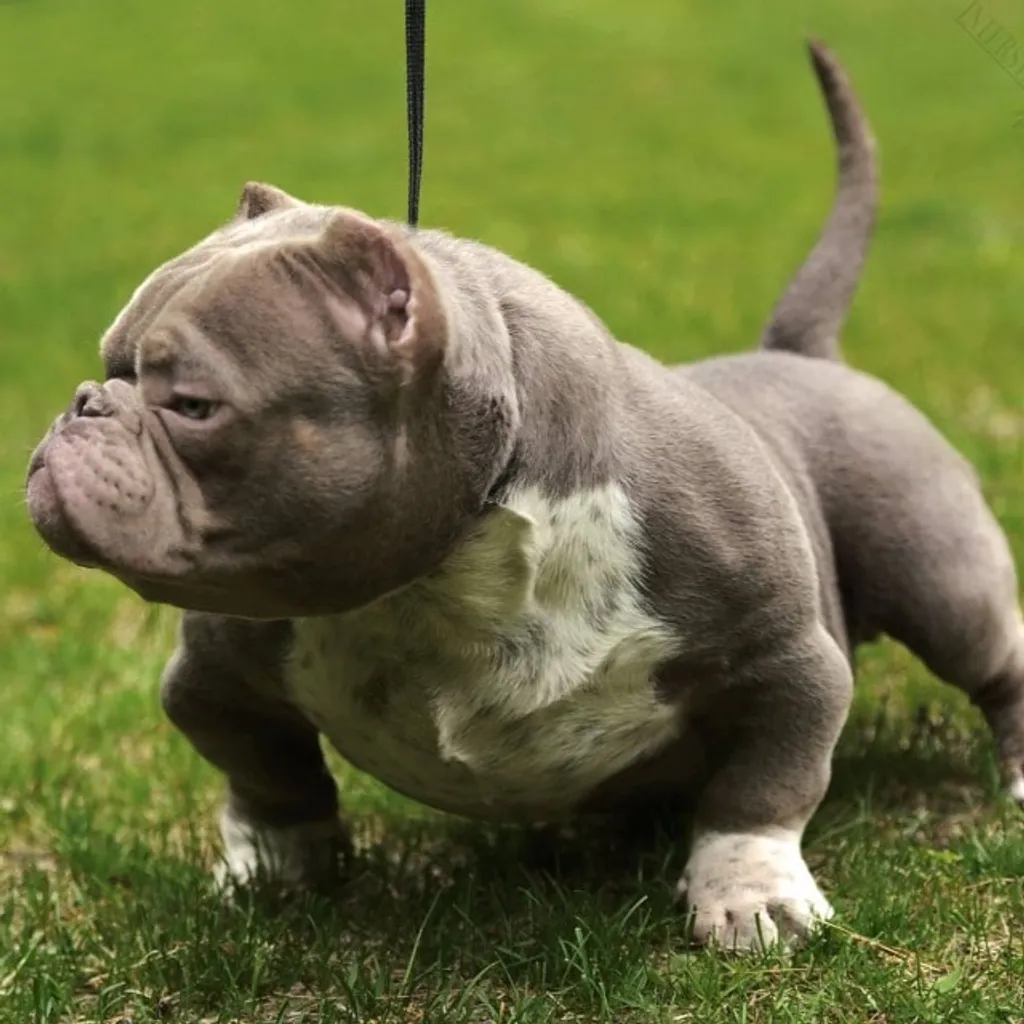 Mâle American Bully Lilac