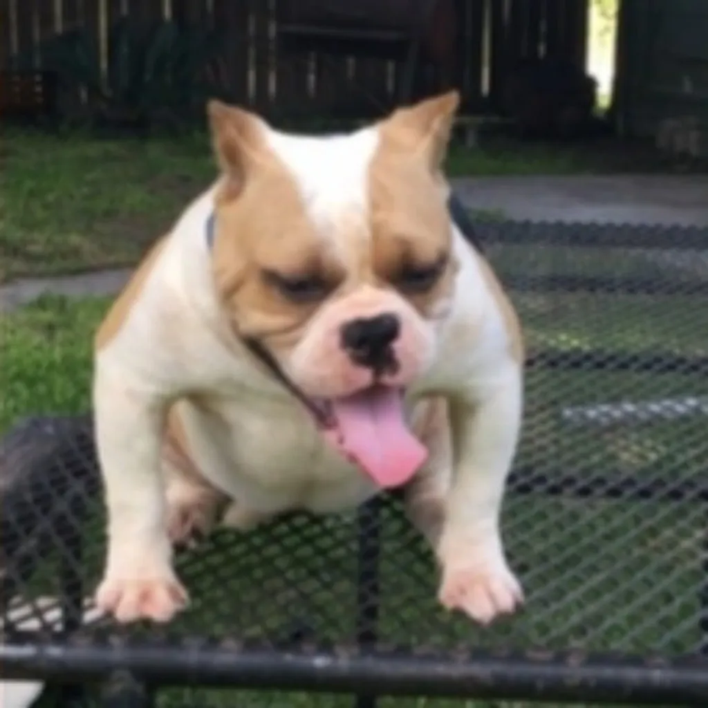 Femelle American Bully Blanc et Fauve