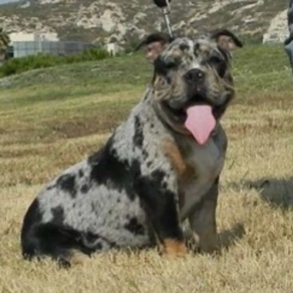 Femelle American Bully Black Merle trico