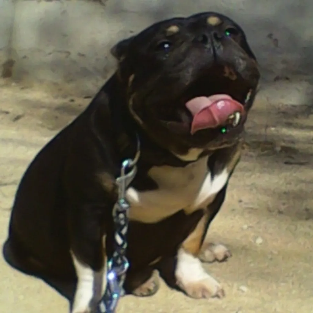 Femelle American Bully Black Tan