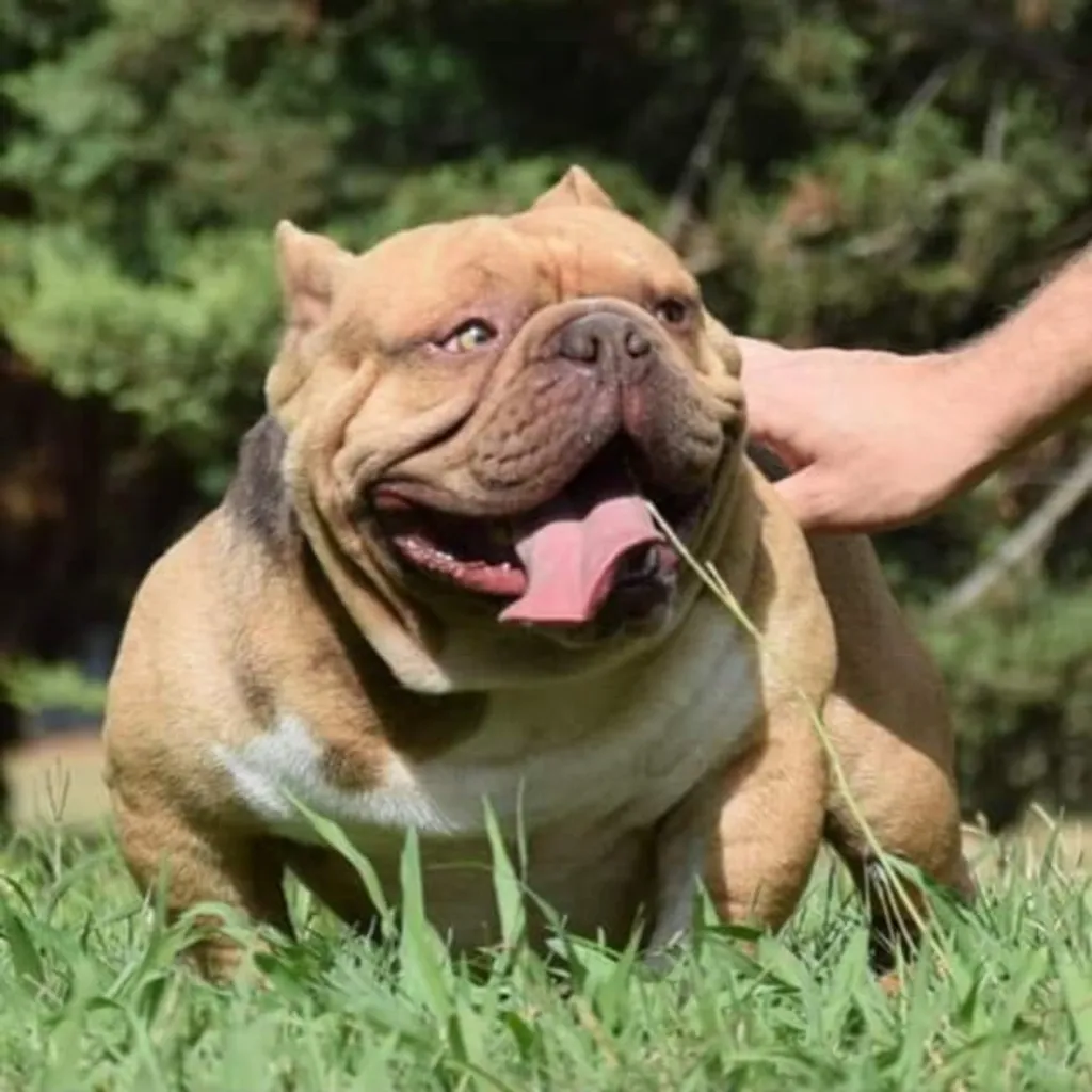 Male American Bully micro exotique chocolat fauve