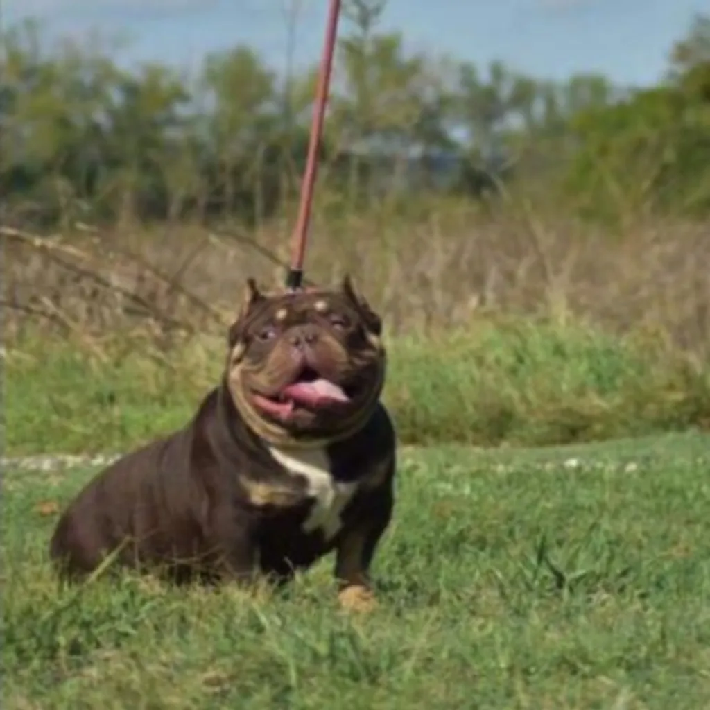 Carlos Mâle American Bully Porcket couleur chocolat tricolore