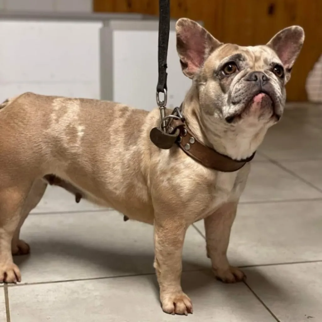 Femelle Dior bouledogue Français exotique fauve merle